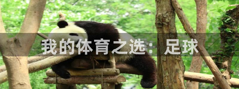 绿茵nba直播在线观看